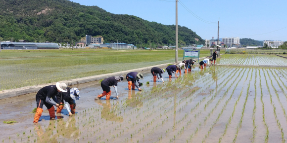 김천시청 제공
